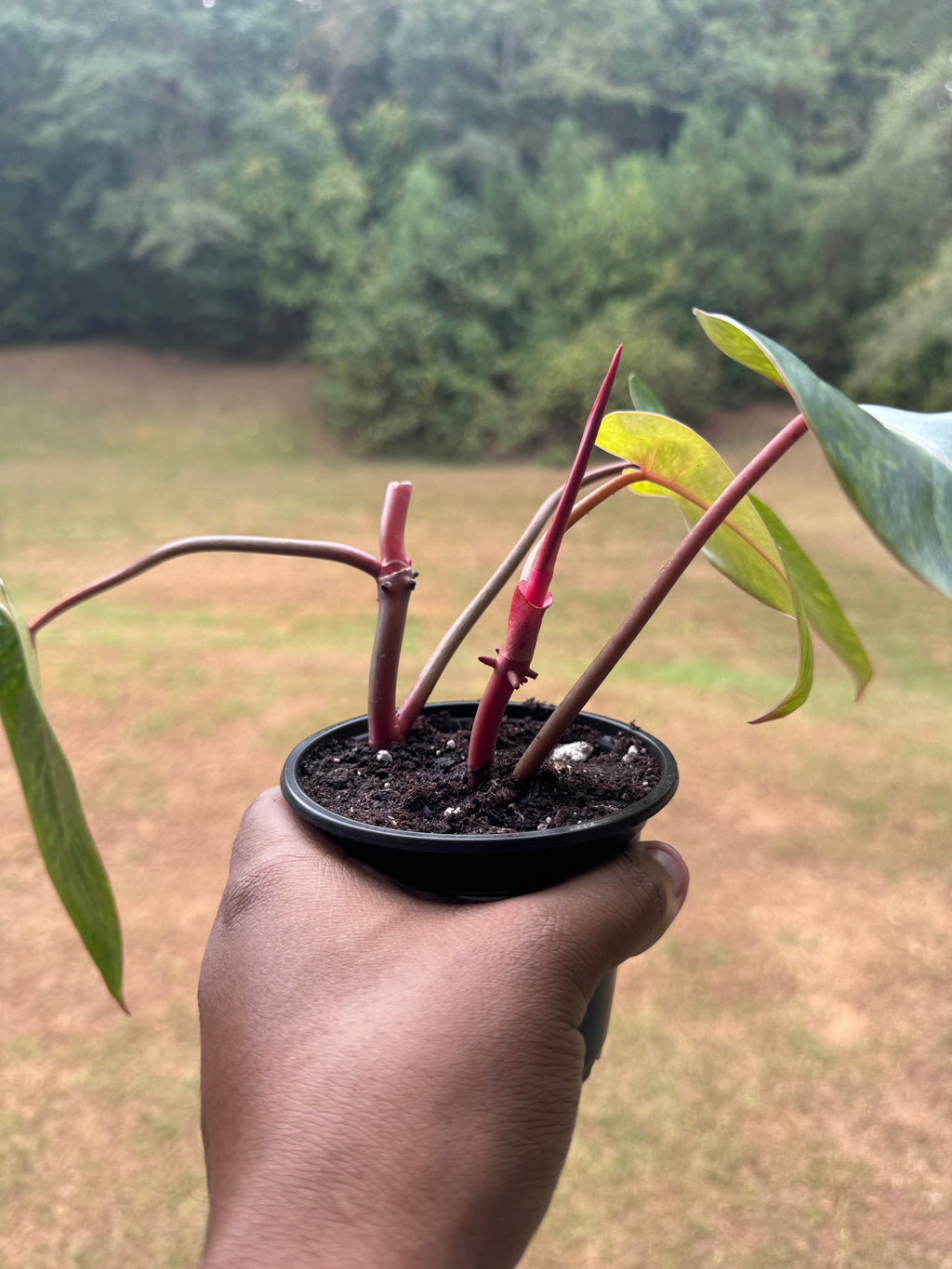 Painted Lady Philodendron
