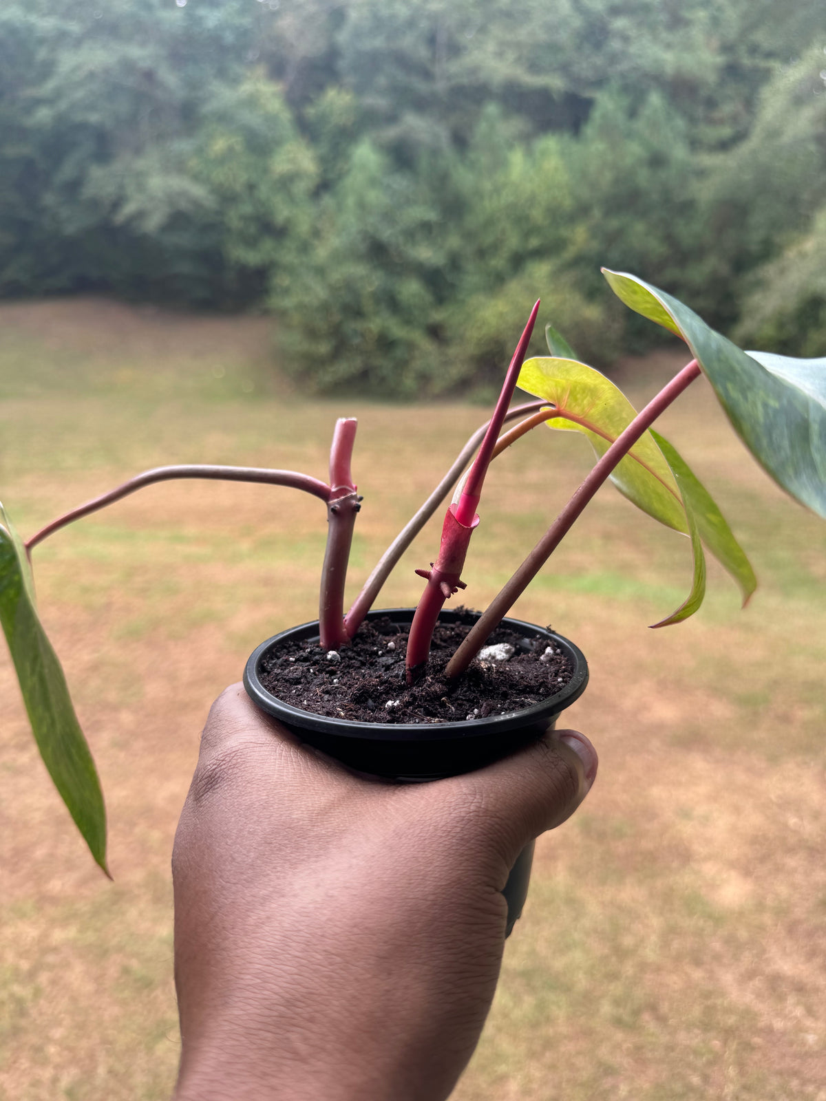Painted Lady Philodendron