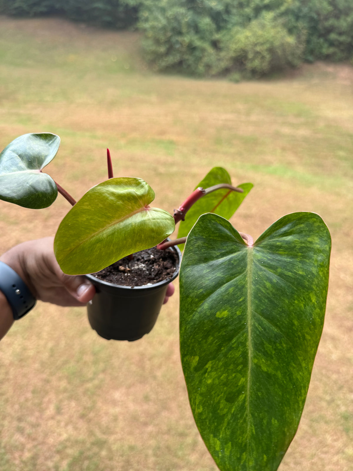 Painted Lady Philodendron