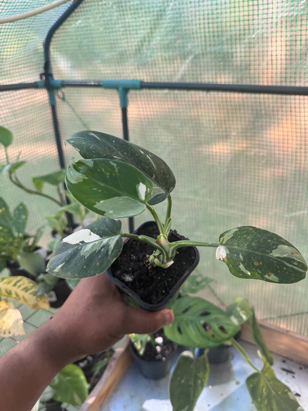 White Wizard Philodendron
