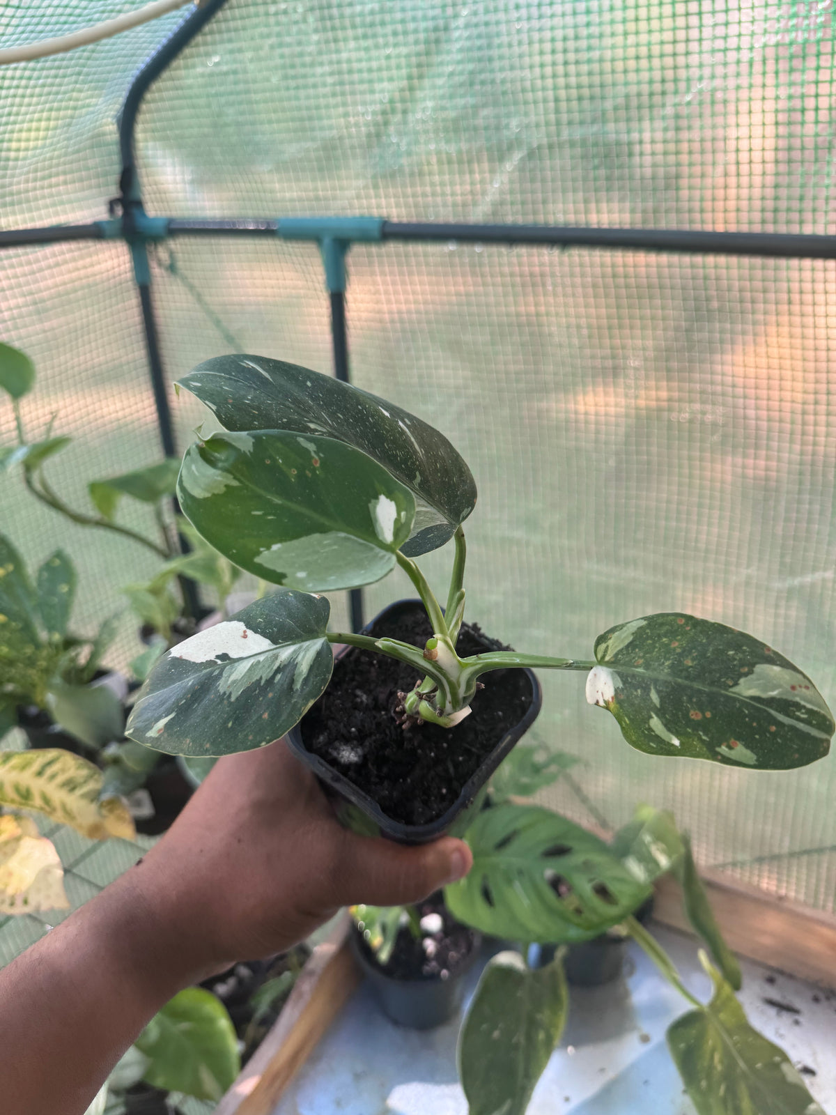 White Wizard Philodendron