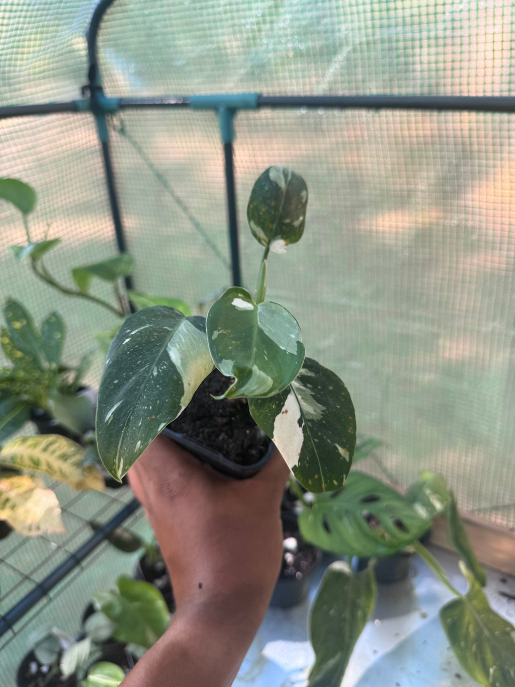 White Wizard Philodendron