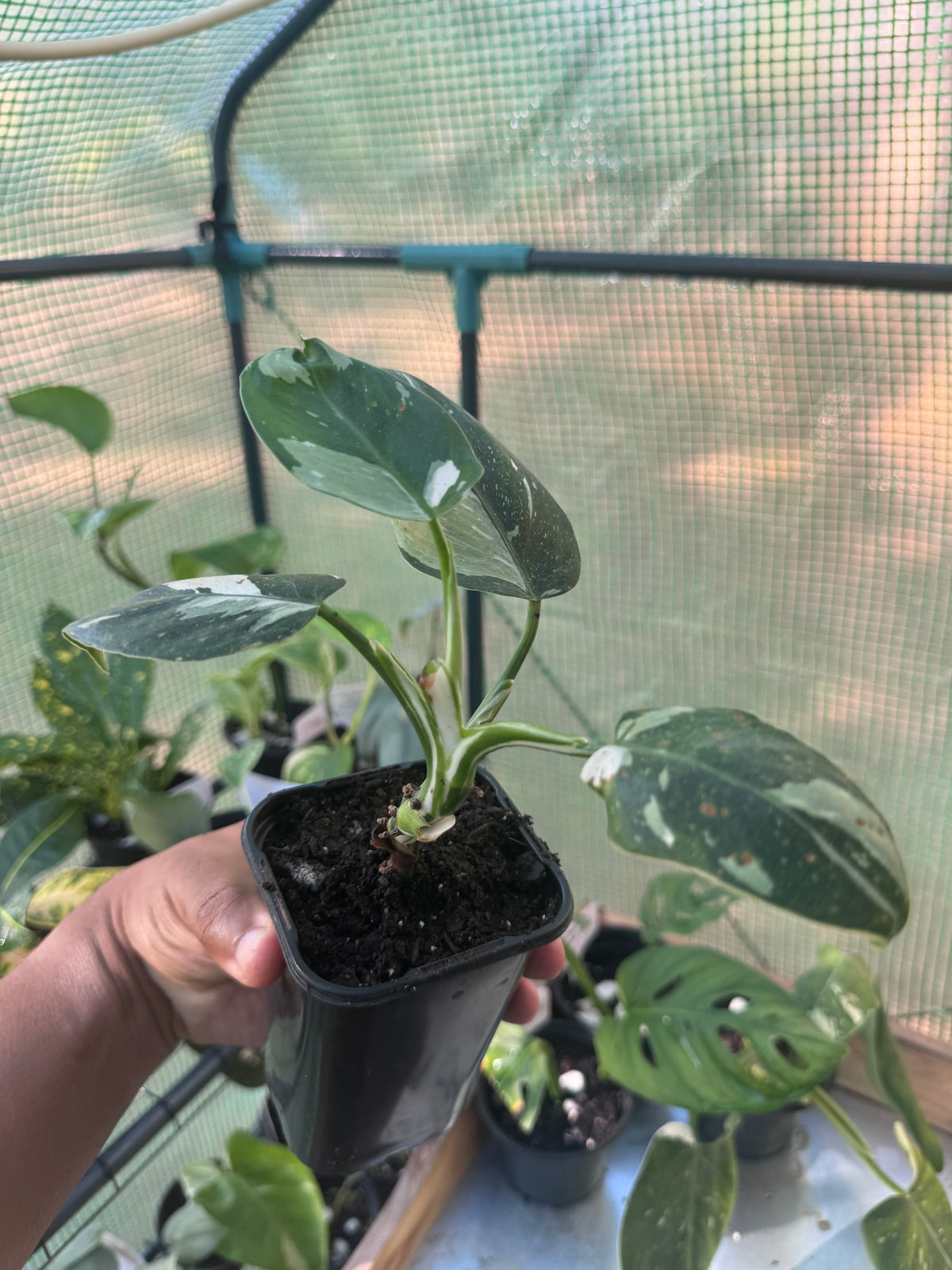 White Wizard Philodendron