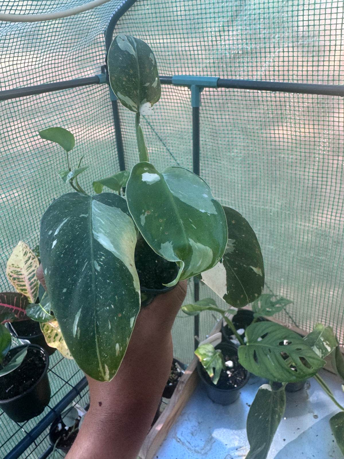 White Wizard Philodendron