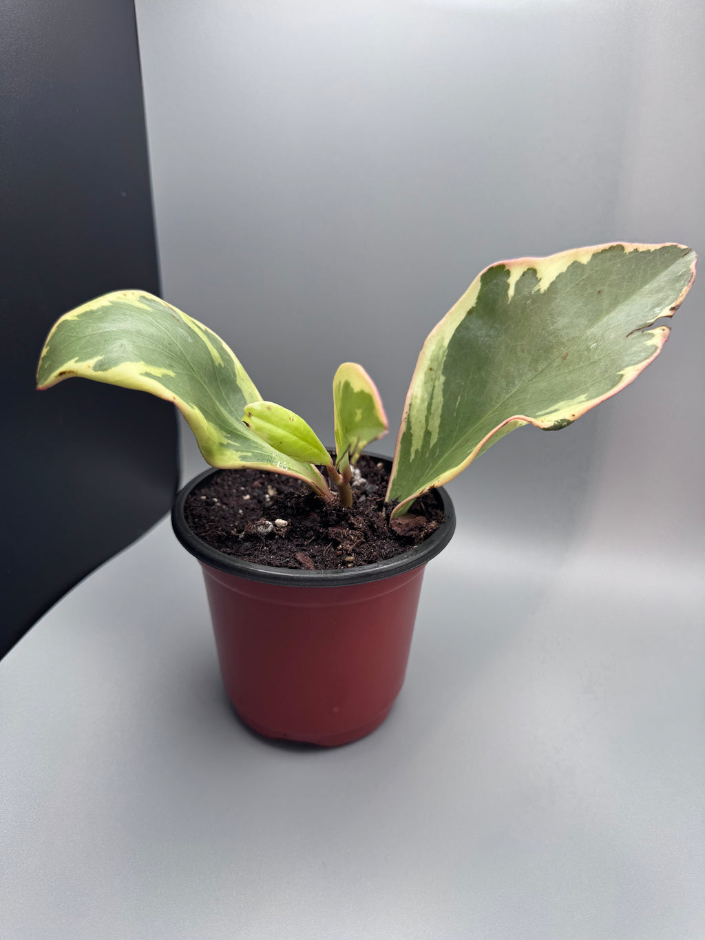 Variegated Peperomia "Jelly"