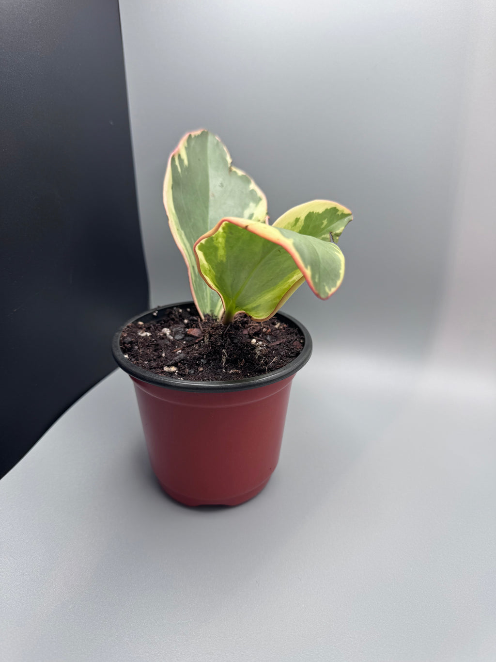 Variegated Peperomia "Jelly"