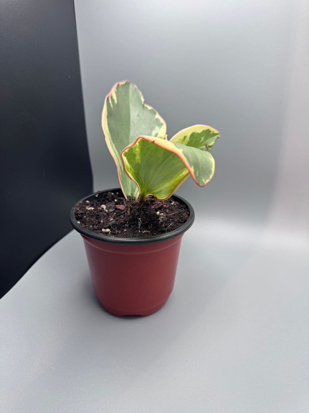 Variegated Peperomia "Jelly"