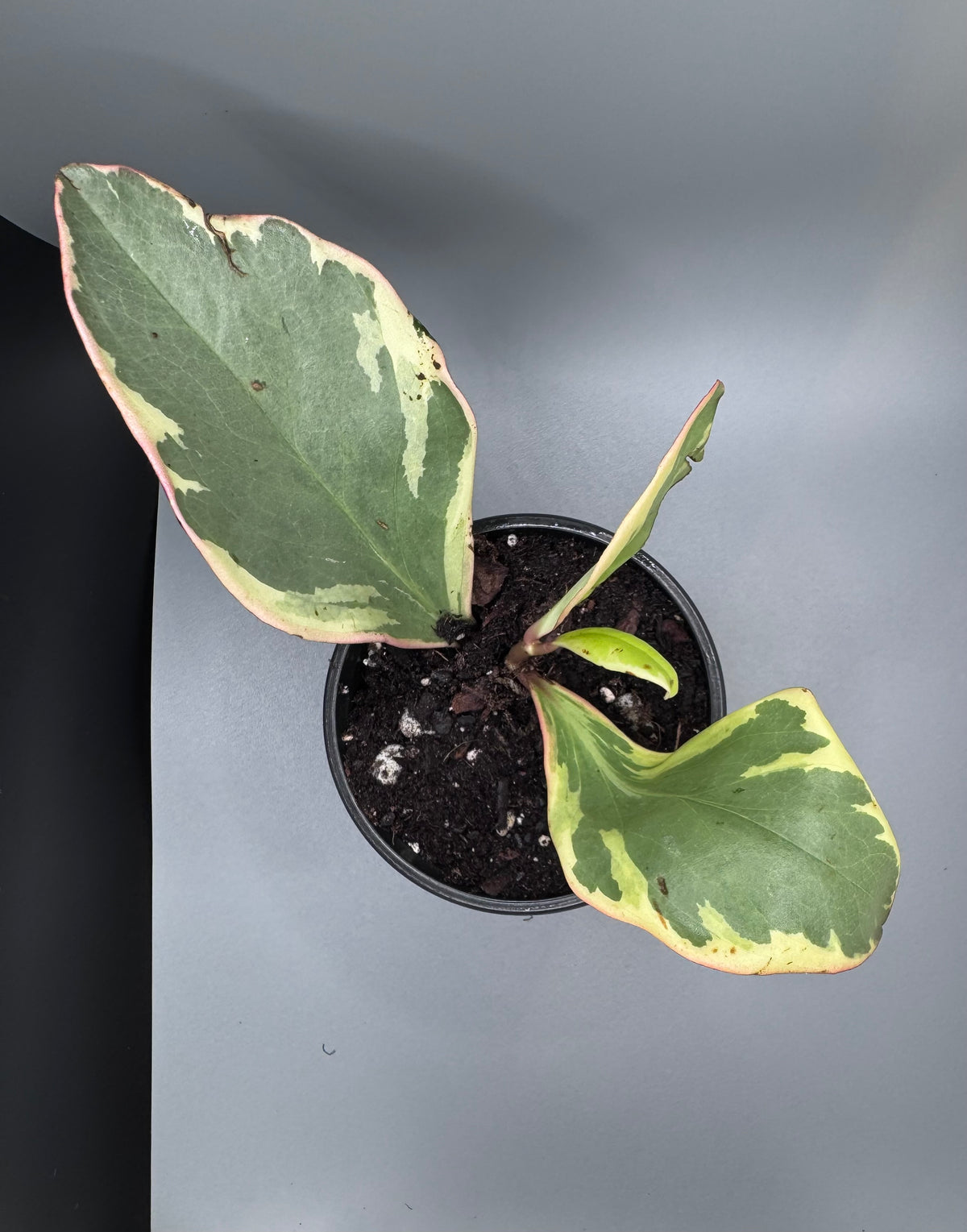 Variegated Peperomia "Jelly"