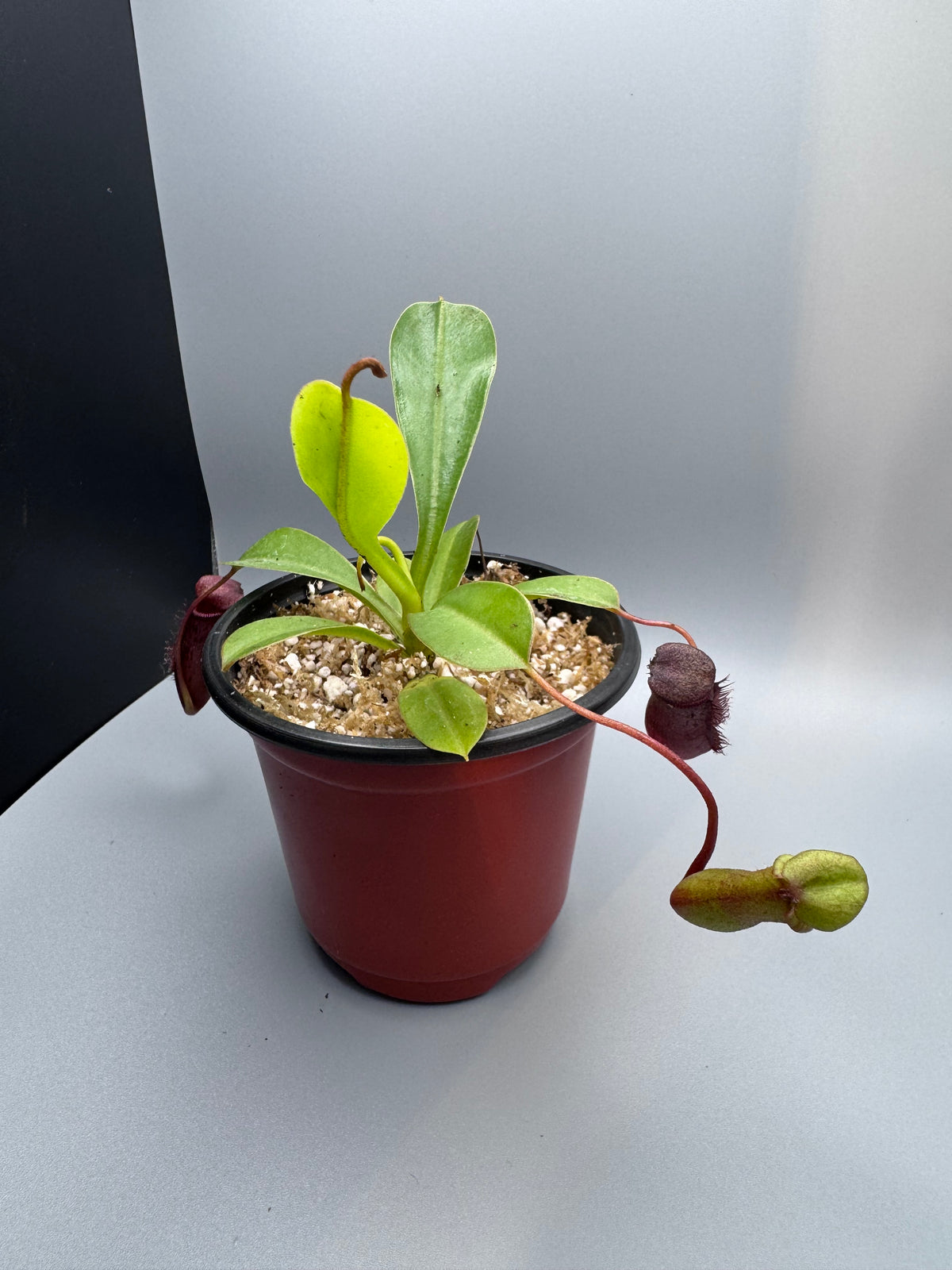 Nepenthes St. Gaya (Carnivorous Plant)