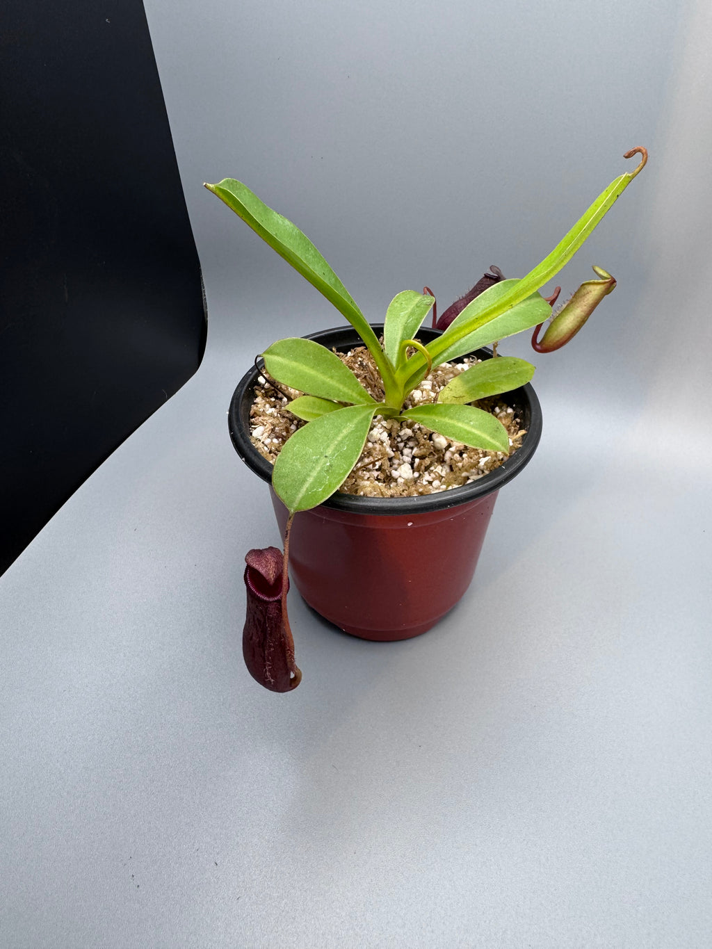 Nepenthes St. Gaya (Carnivorous Plant)