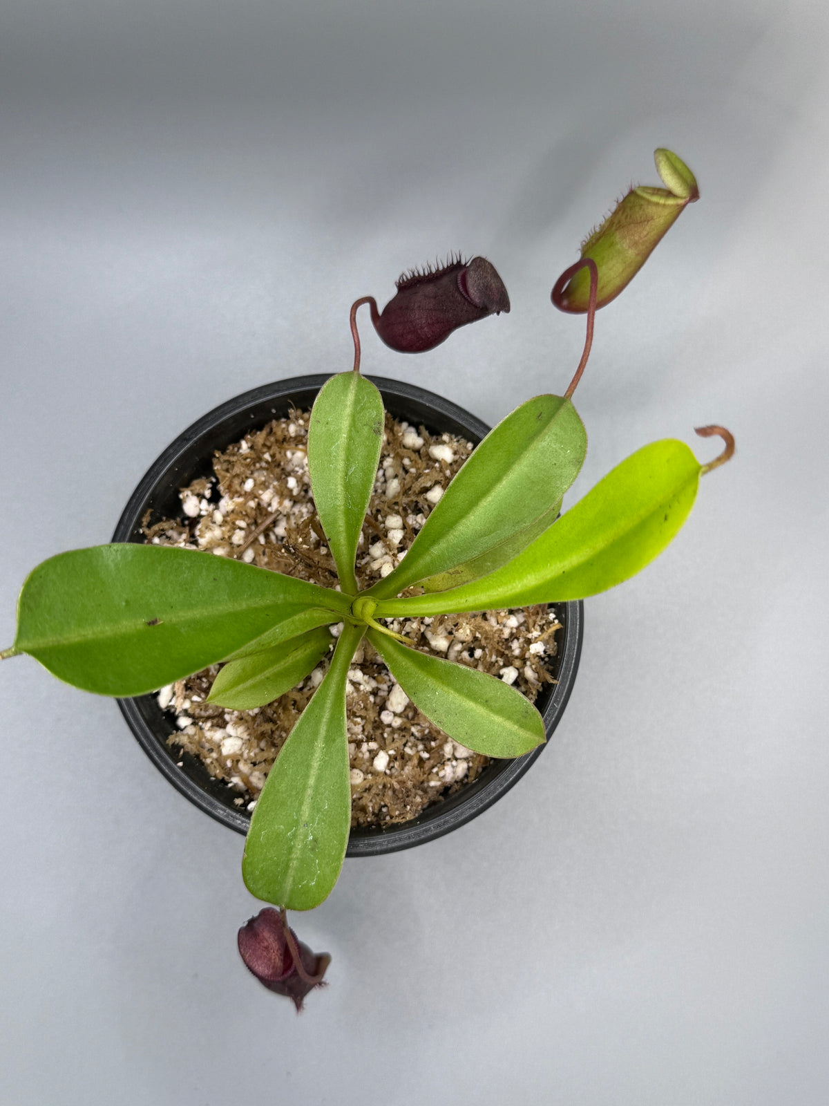 Nepenthes St. Gaya (Carnivorous Plant)