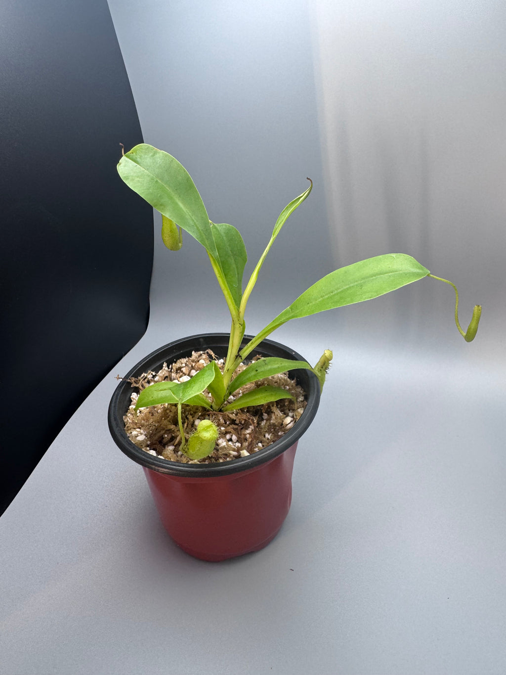 Nepenthes Alata/Tropical Pitcher Plant