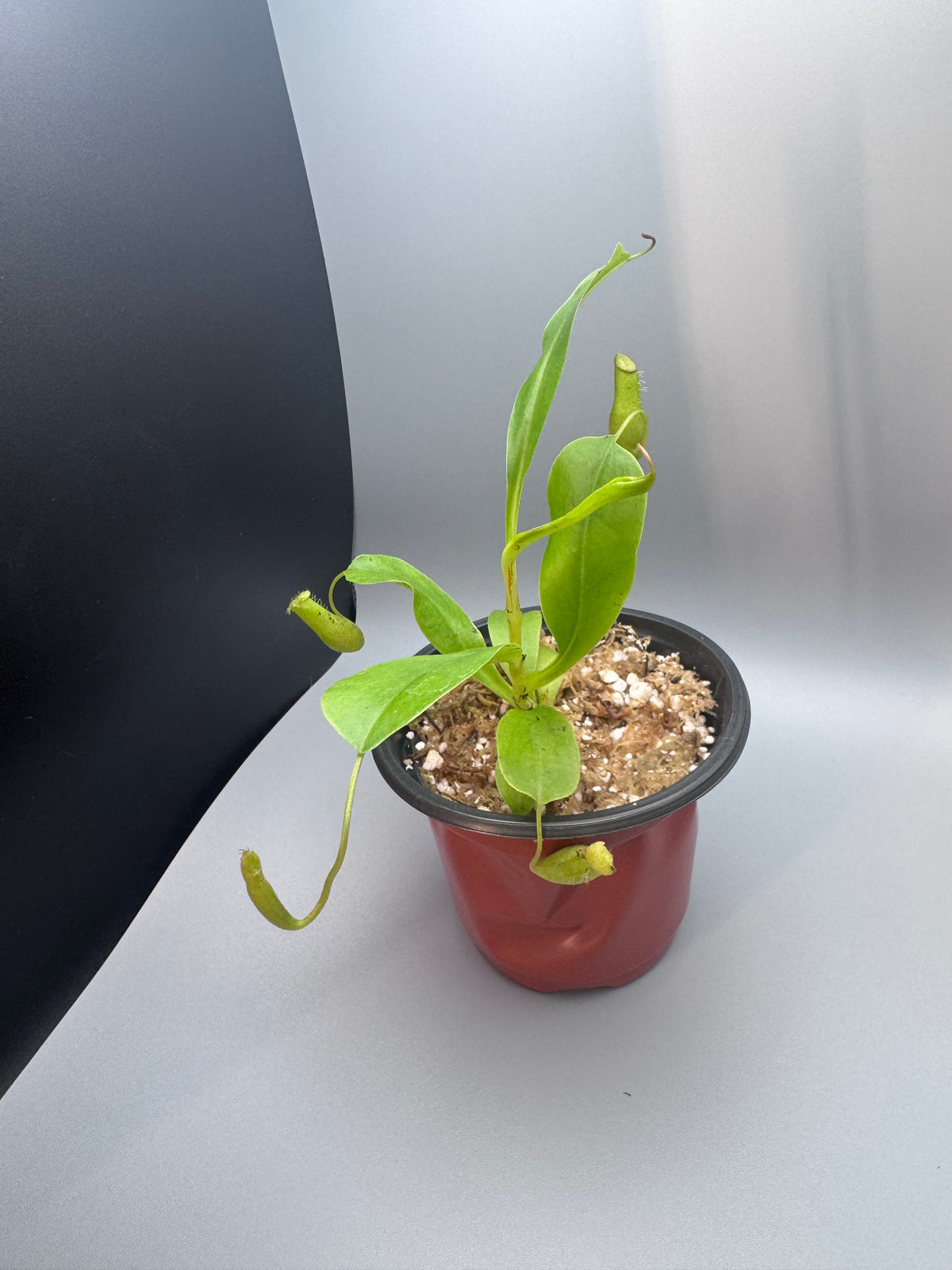 Nepenthes Alata/Tropical Pitcher Plant