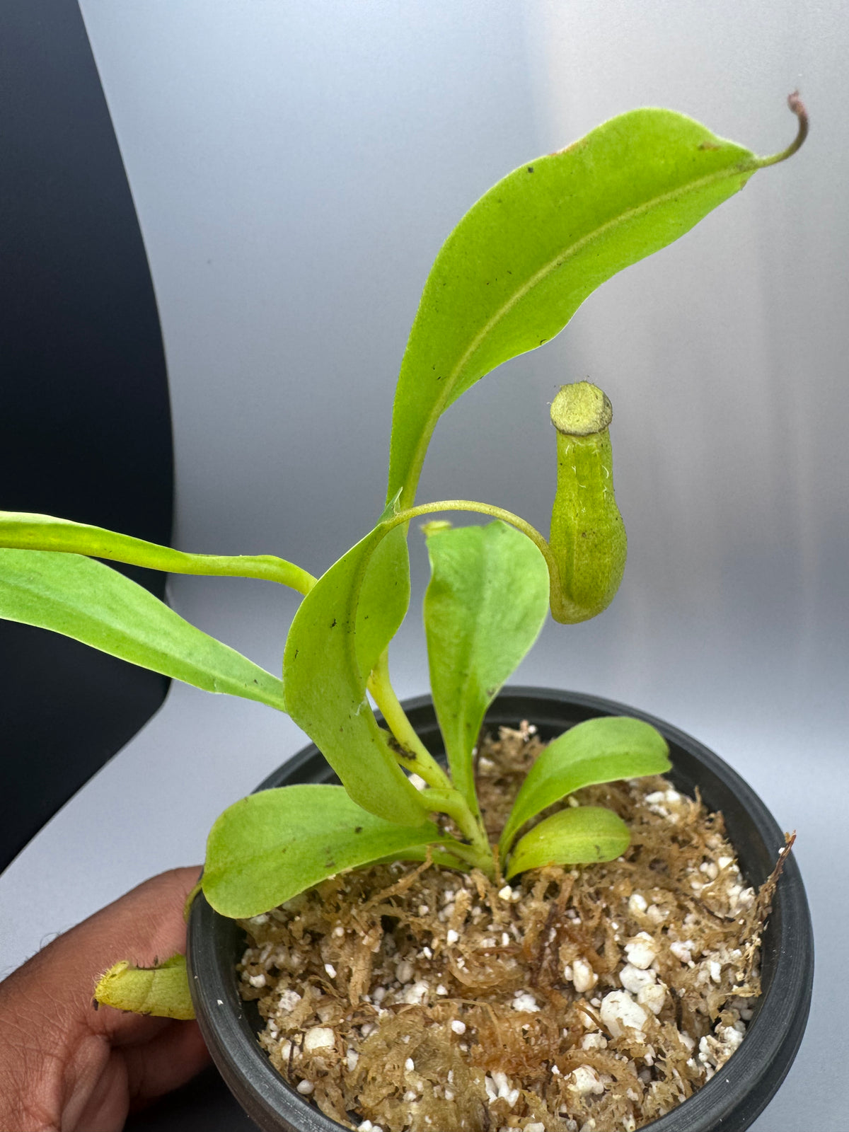 Nepenthes Alata/Tropical Pitcher Plant
