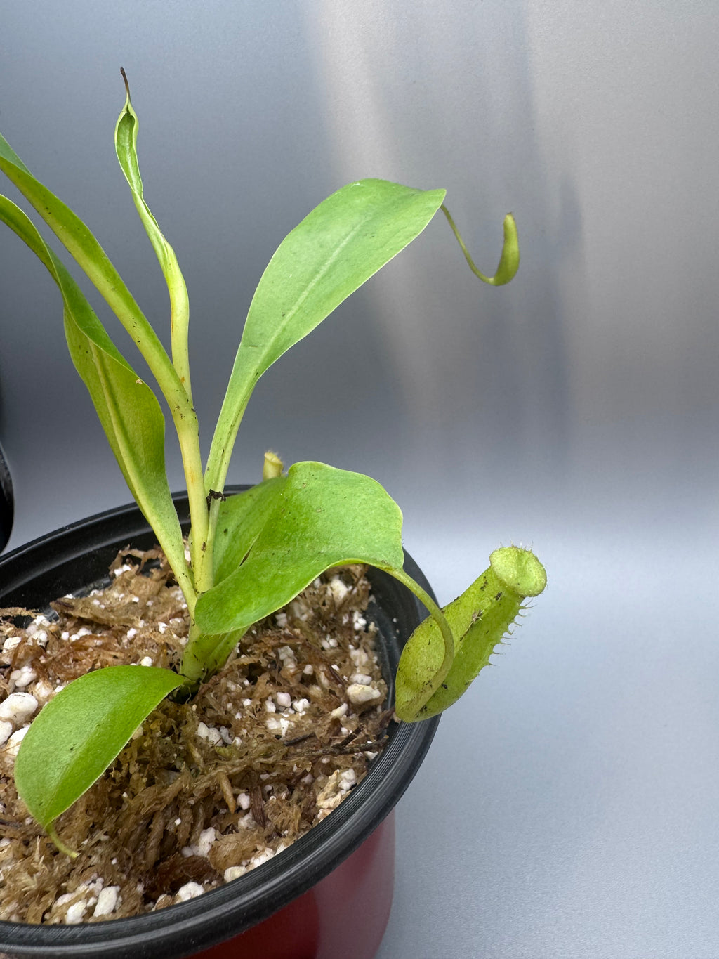 Nepenthes Alata/Tropical Pitcher Plant