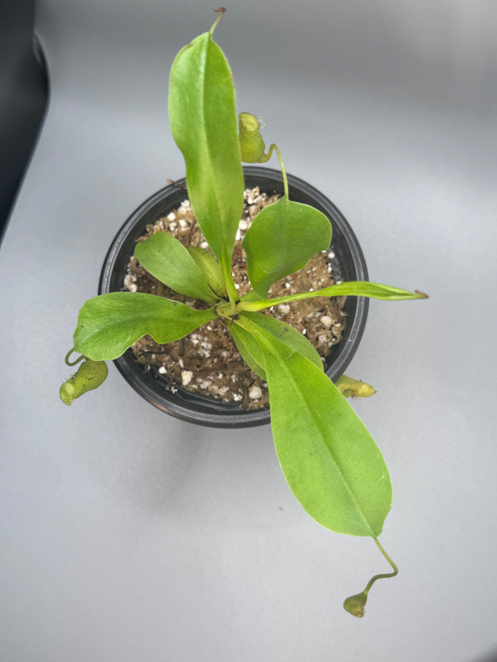 Nepenthes Alata/Tropical Pitcher Plant