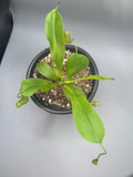 Nepenthes Alata/Tropical Pitcher Plant
