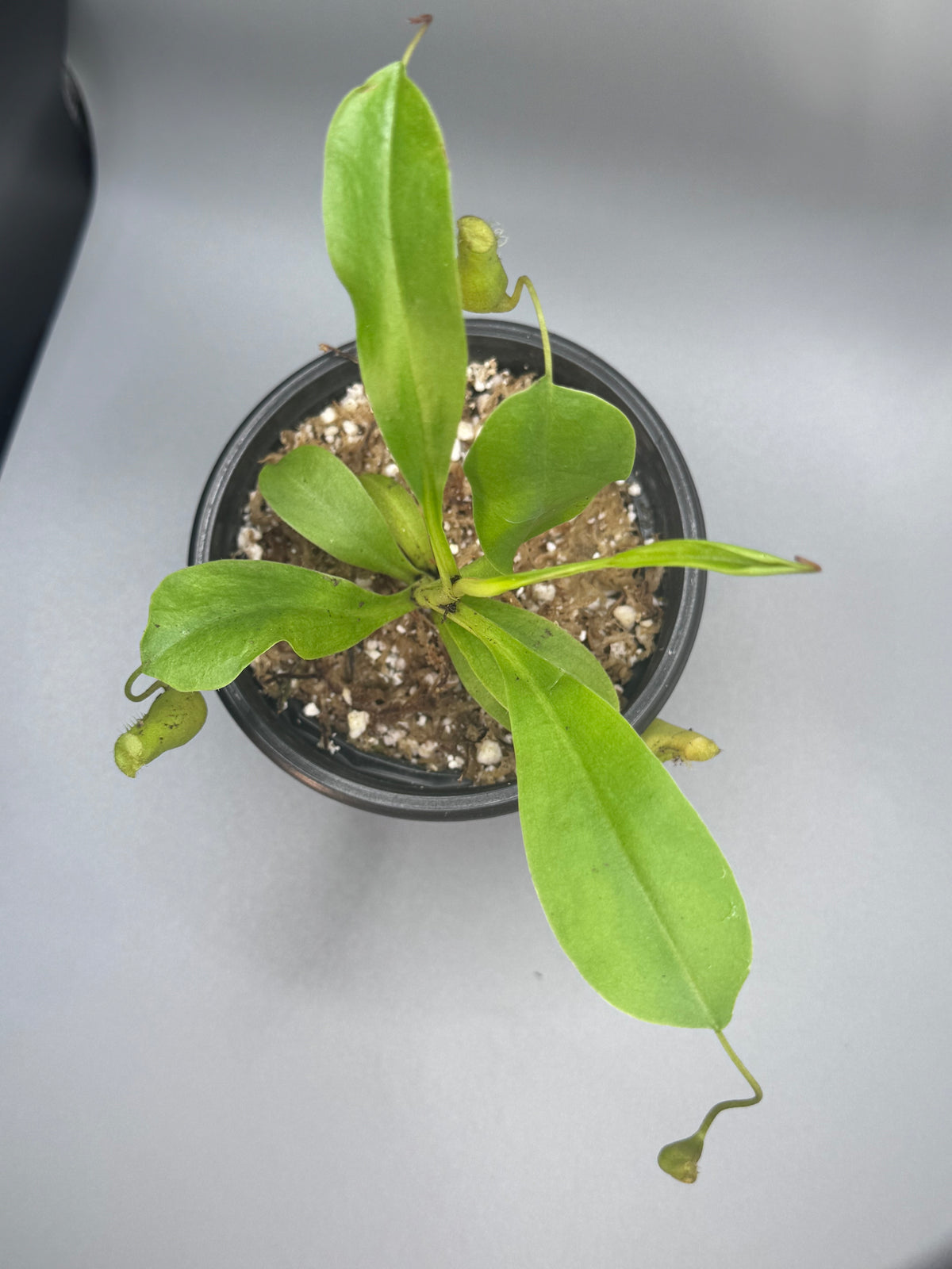 Nepenthes Alata/Tropical Pitcher Plant