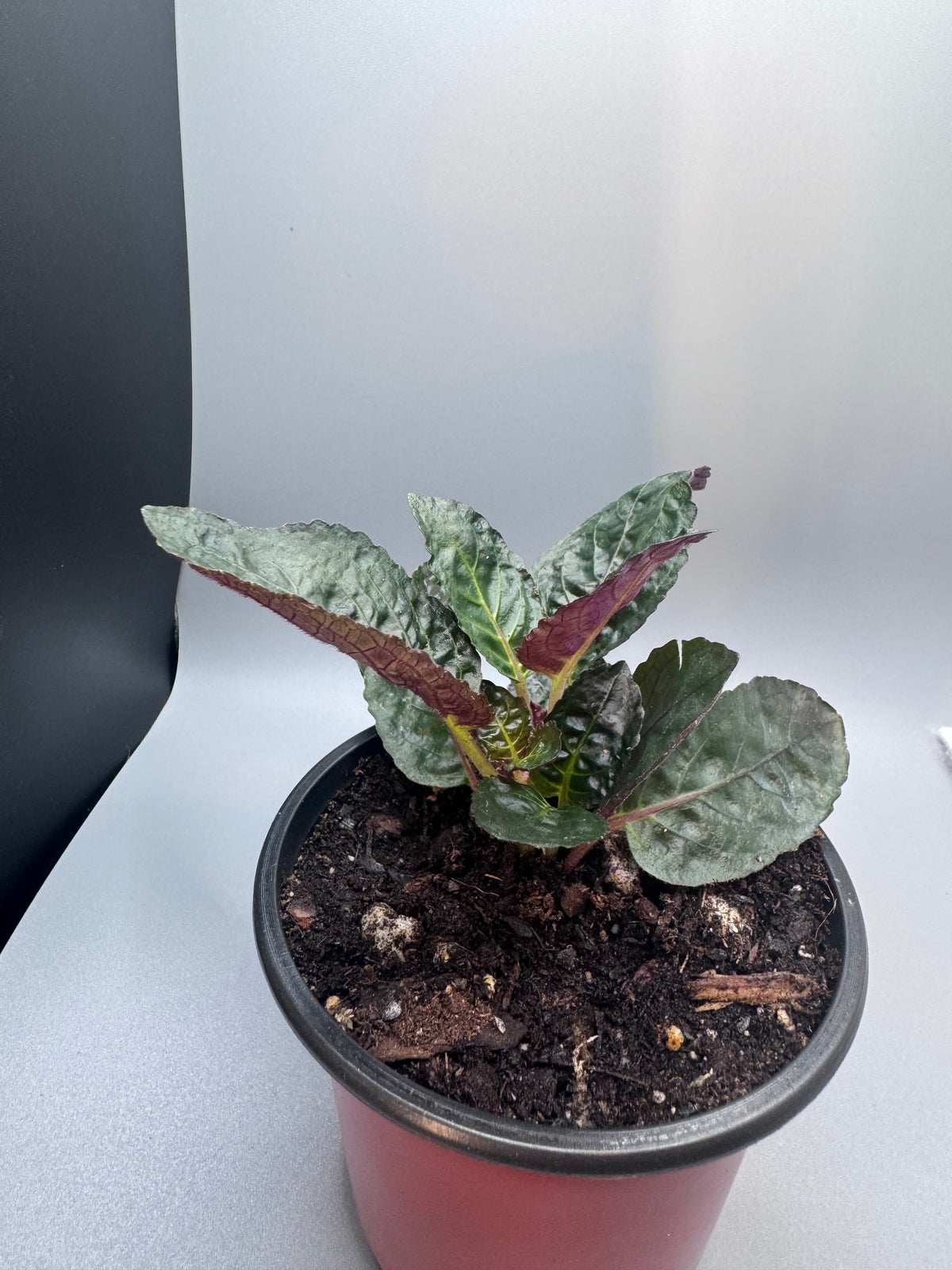 Purple Waffle Plant