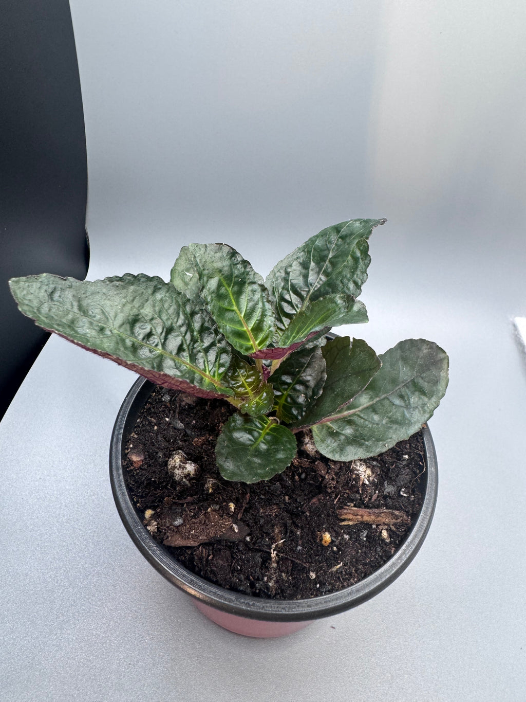 Purple Waffle Plant