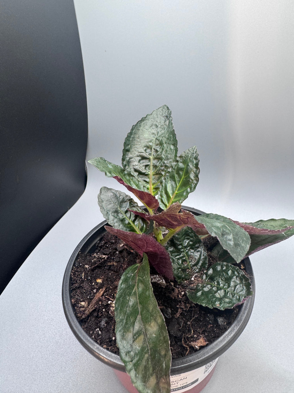 Purple Waffle Plant