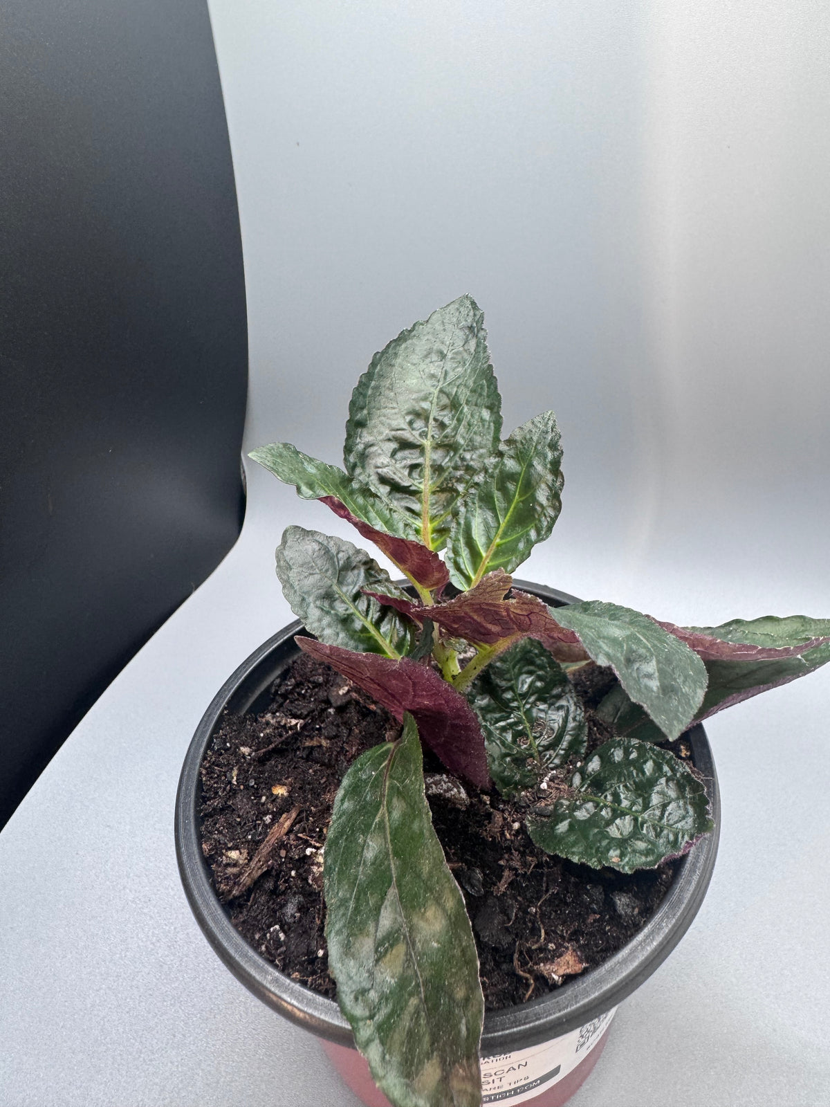 Purple Waffle Plant
