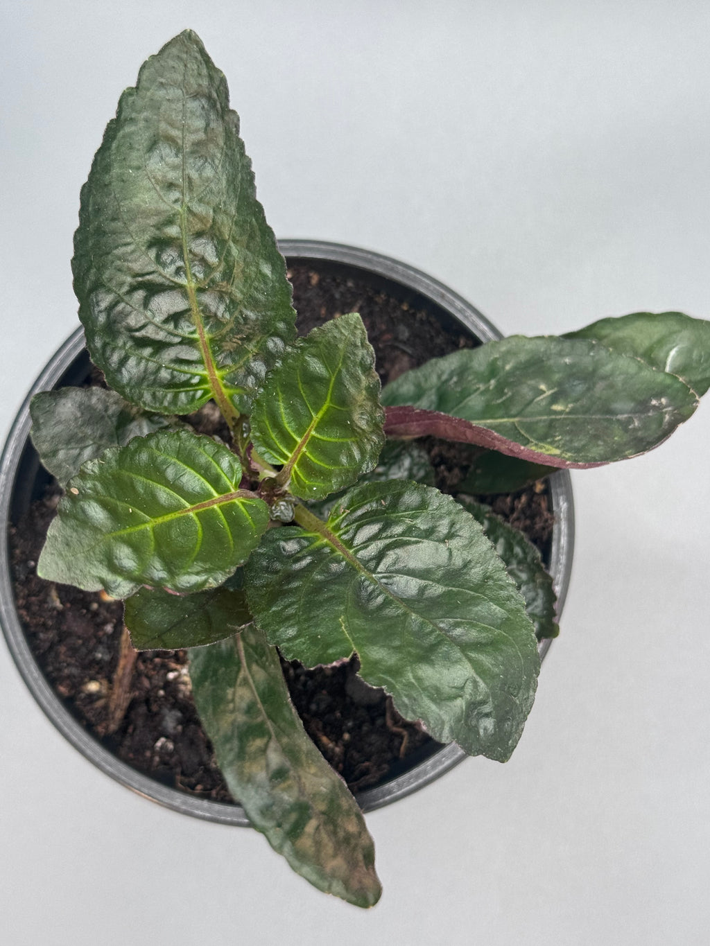 Purple Waffle Plant