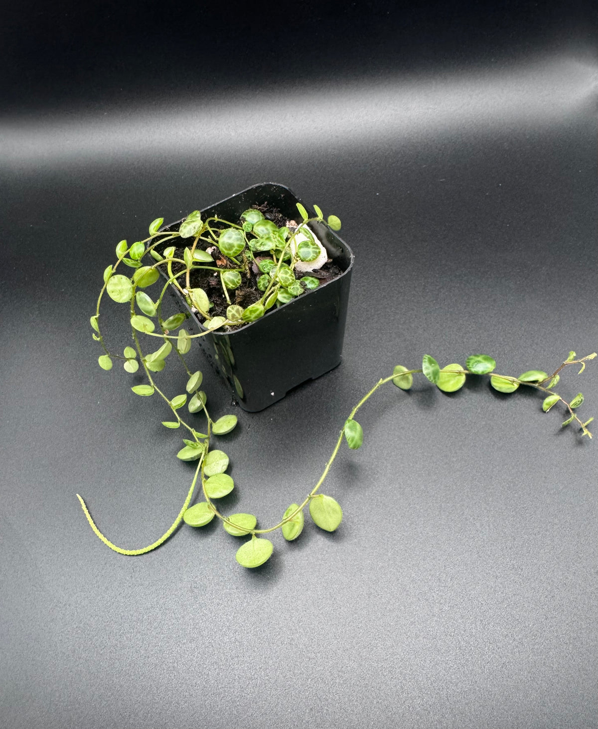 String of Turtles