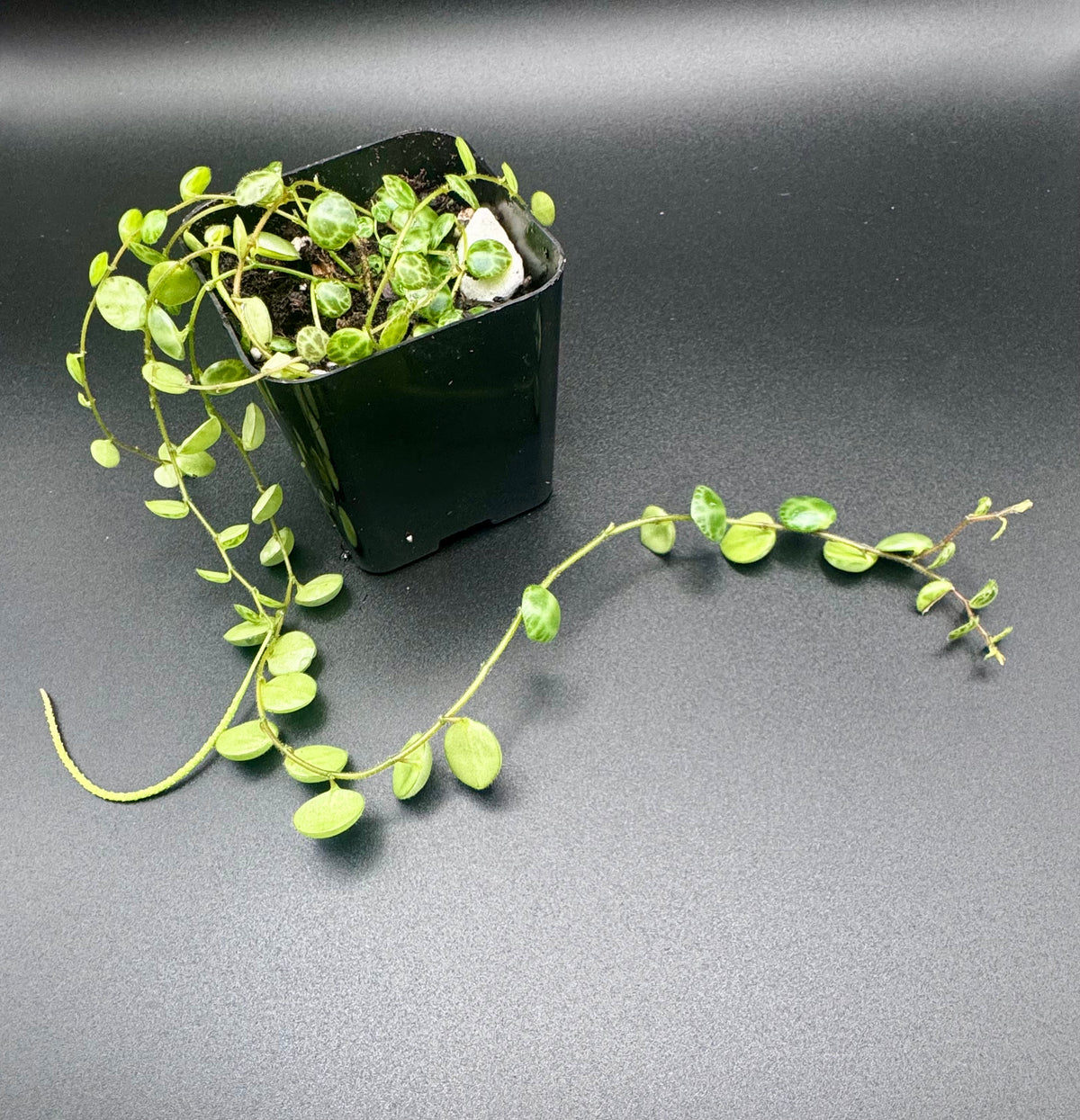 String of Turtles