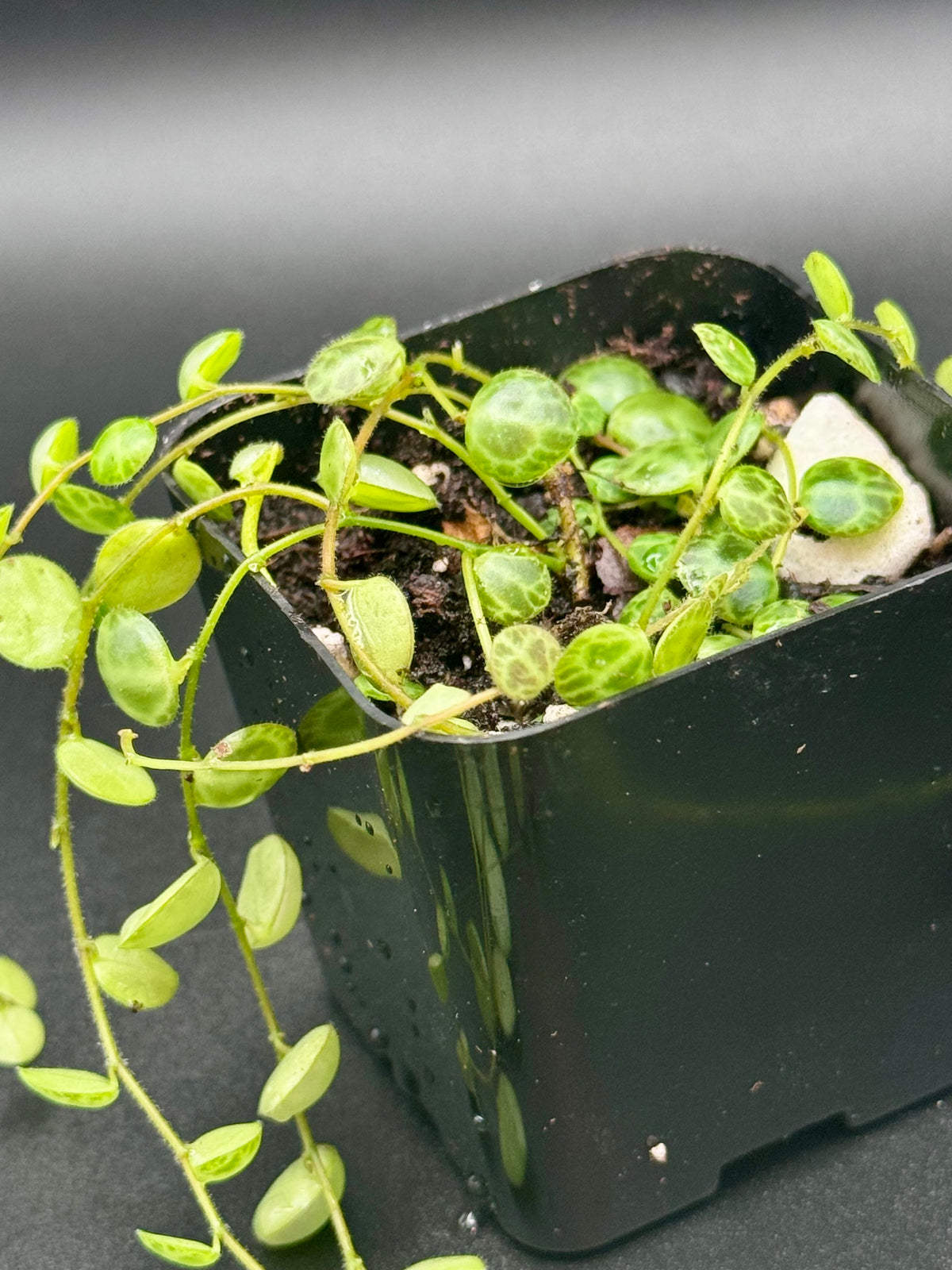 String of Turtles