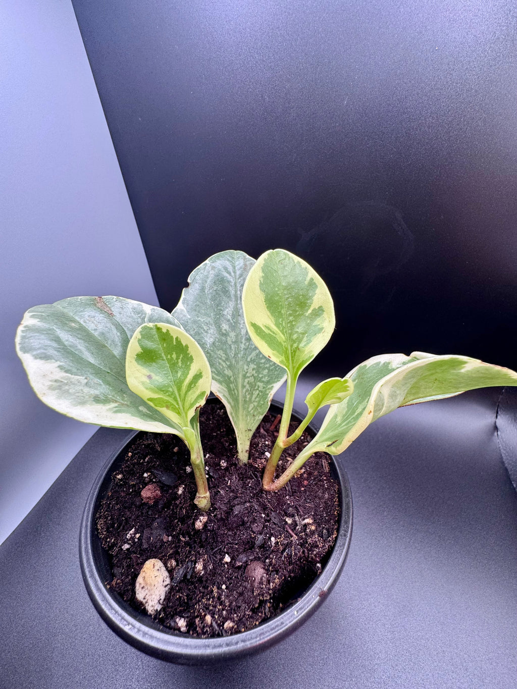 Variegated Baby Rubber Plant (Peperomia Obtusifolia)