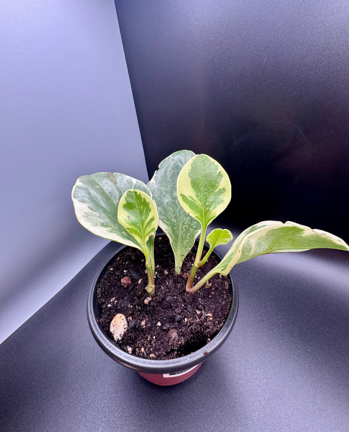Variegated Baby Rubber Plant (Peperomia Obtusifolia)