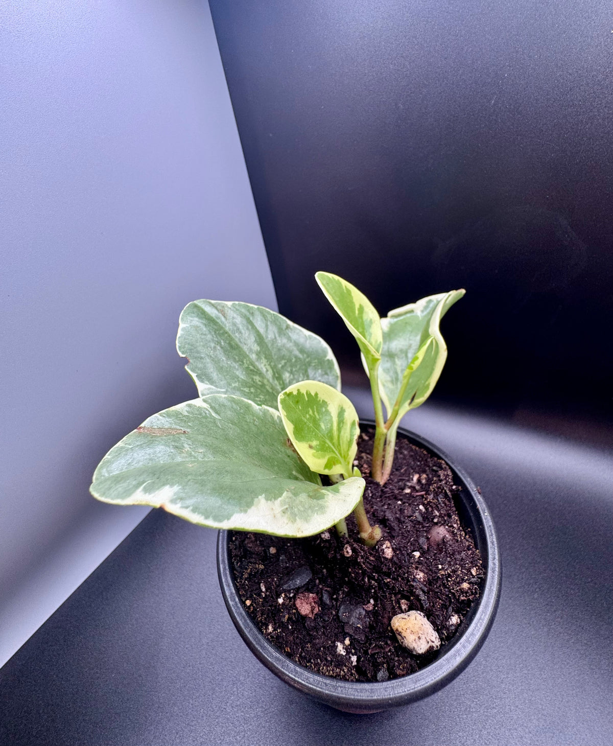 Variegated Baby Rubber Plant (Peperomia Obtusifolia)