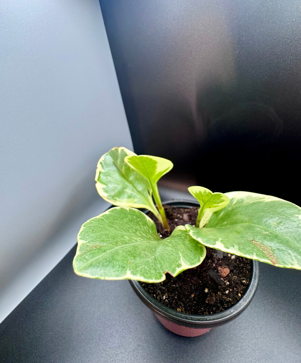 Variegated Baby Rubber Plant (Peperomia Obtusifolia)