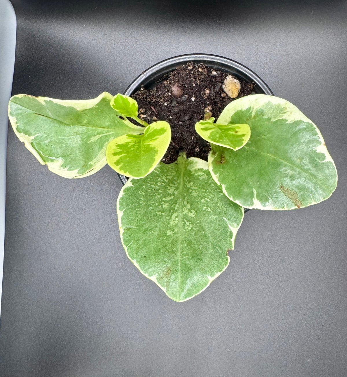 Variegated Baby Rubber Plant (Peperomia Obtusifolia)