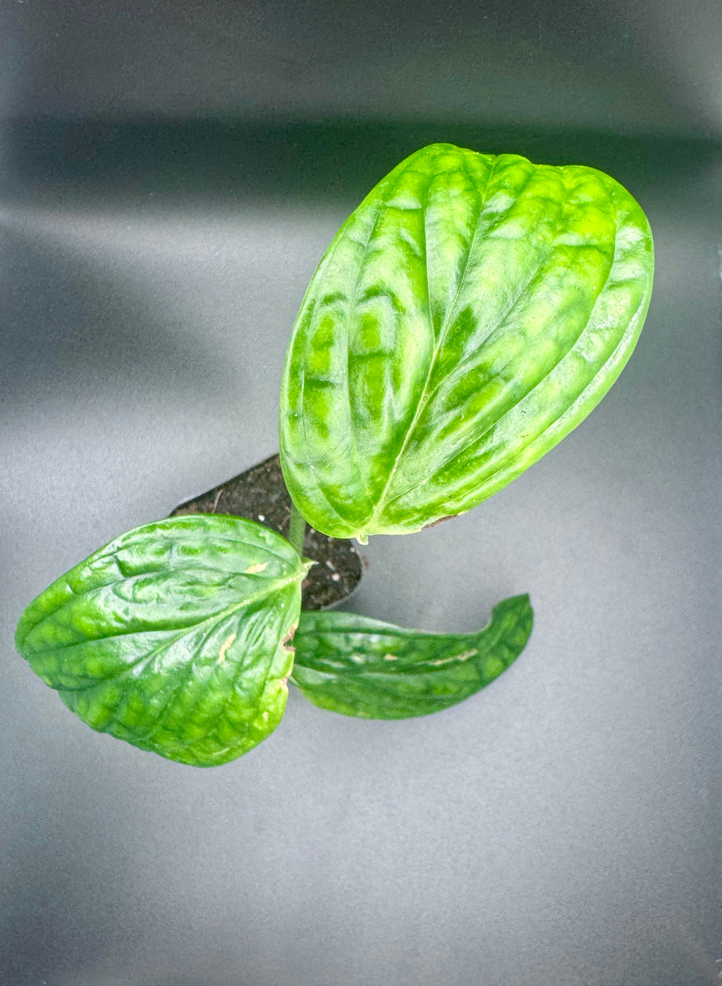 Monstera Peru (Monstera karstenianum)