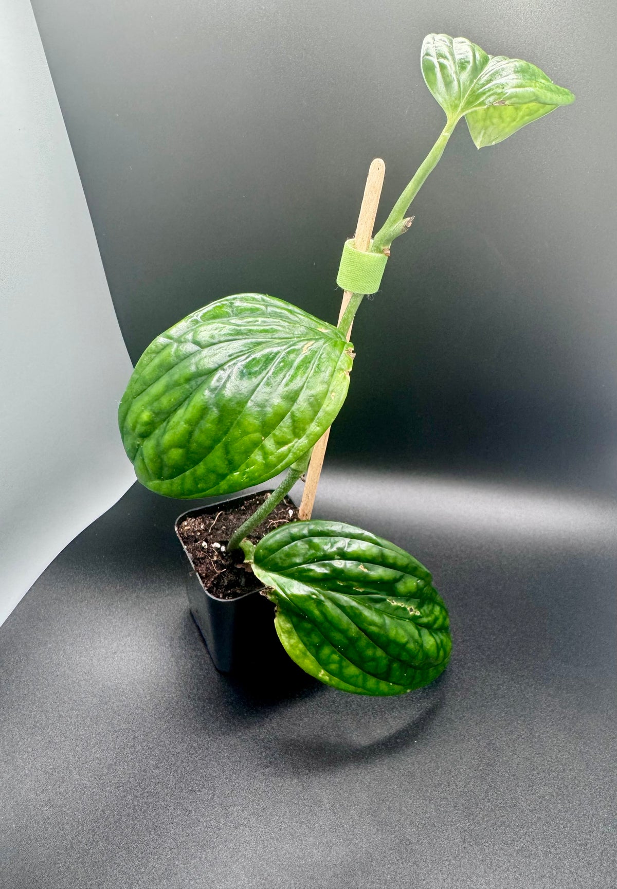 Monstera Peru (Monstera karstenianum)