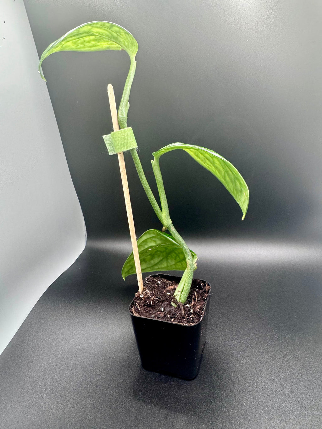 Monstera Peru (Monstera karstenianum)