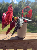 Begonia Maculata Polka Dot Plant w/ Self-Watering Planter