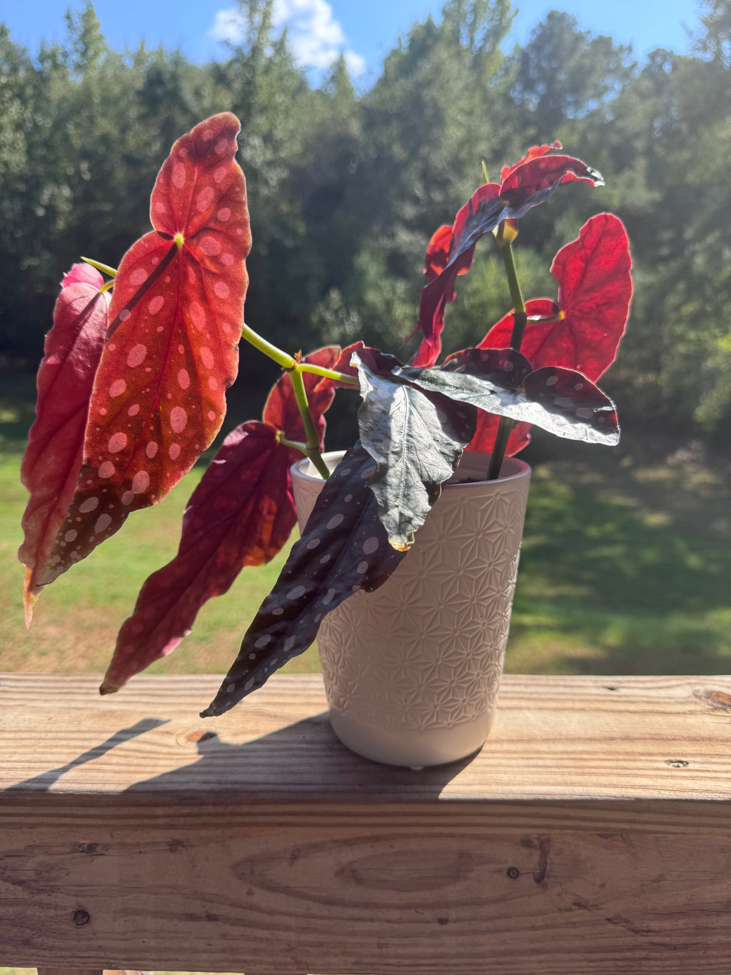 Begonia Maculata Polka Dot Plant w/ Self-Watering Planter