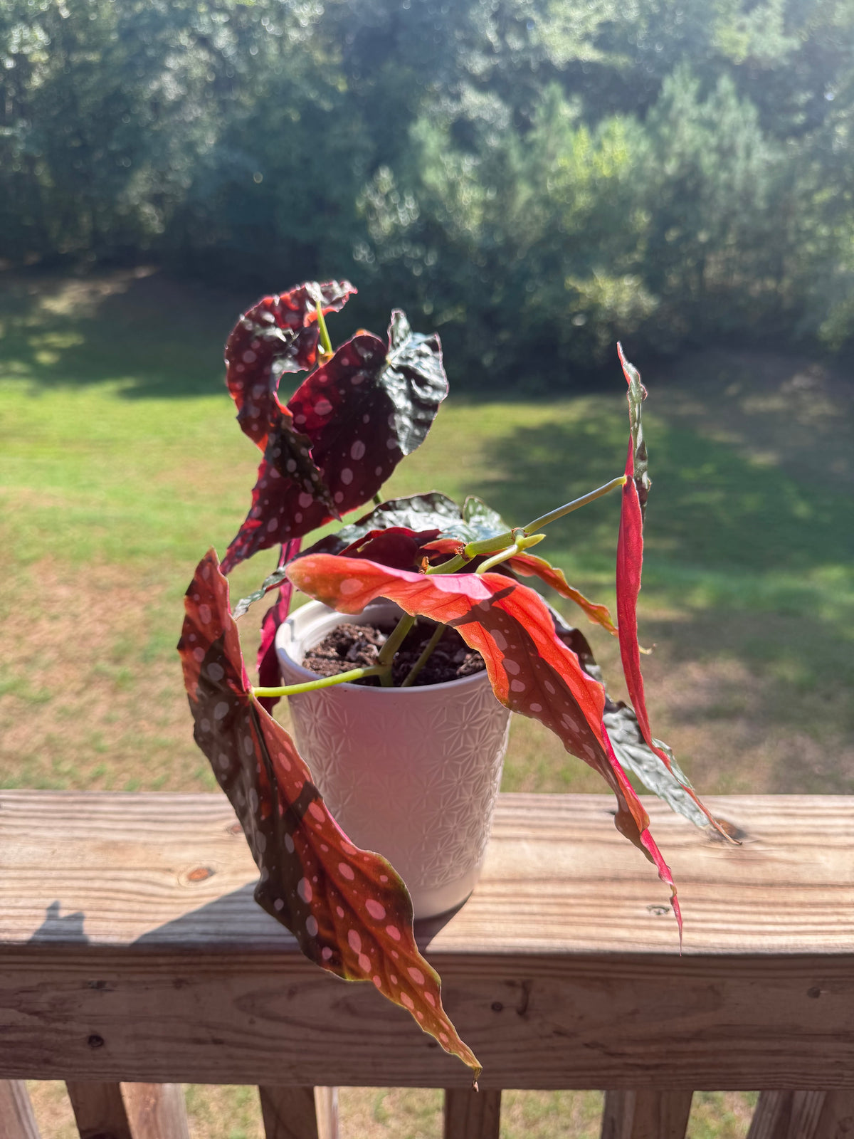 Begonia Maculata Polka Dot Plant w/ Self-Watering Planter