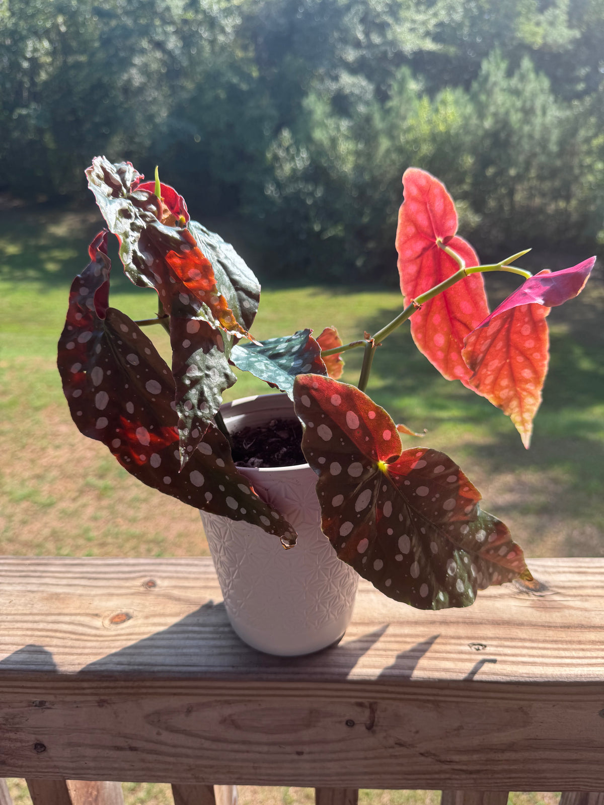 Begonia Maculata Polka Dot Plant w/ Self-Watering Planter
