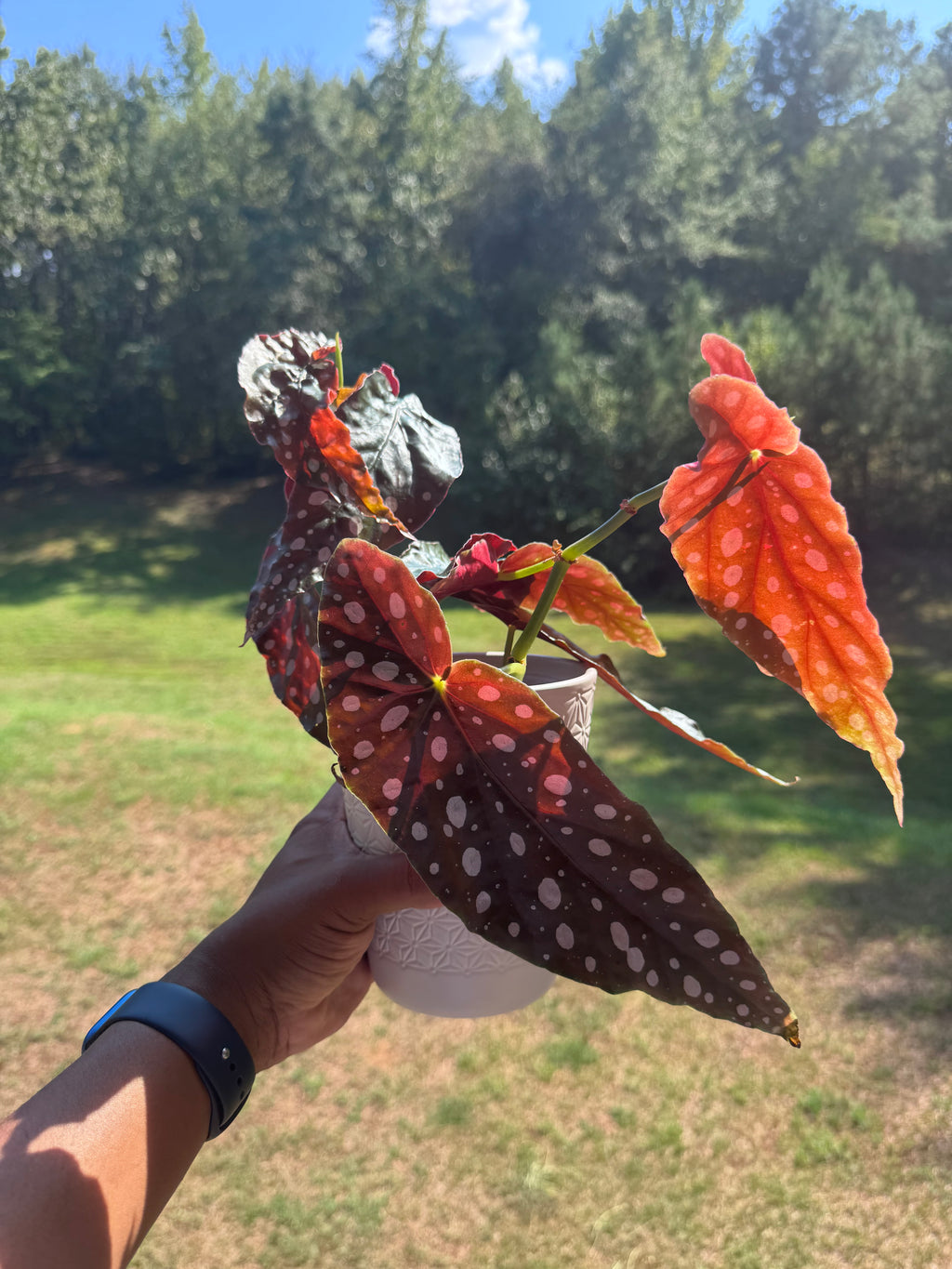 Begonia Maculata Polka Dot Plant w/ Self-Watering Planter