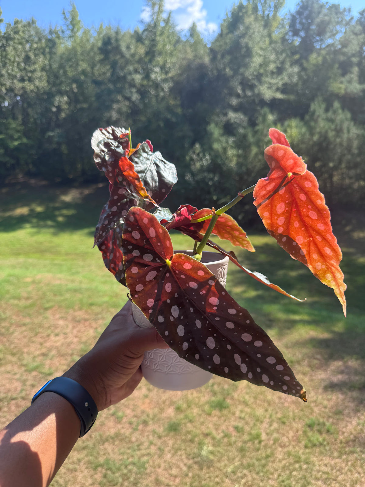 Begonia Maculata Polka Dot Plant w/ Self-Watering Planter