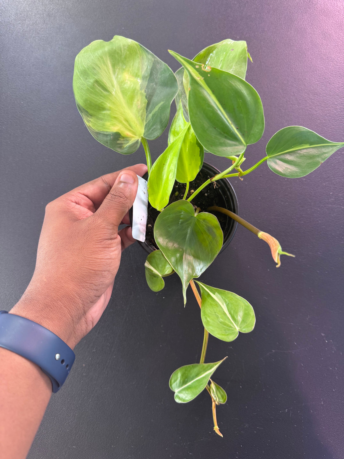 Philodendron Brasil (Heartleaf Philodendron)