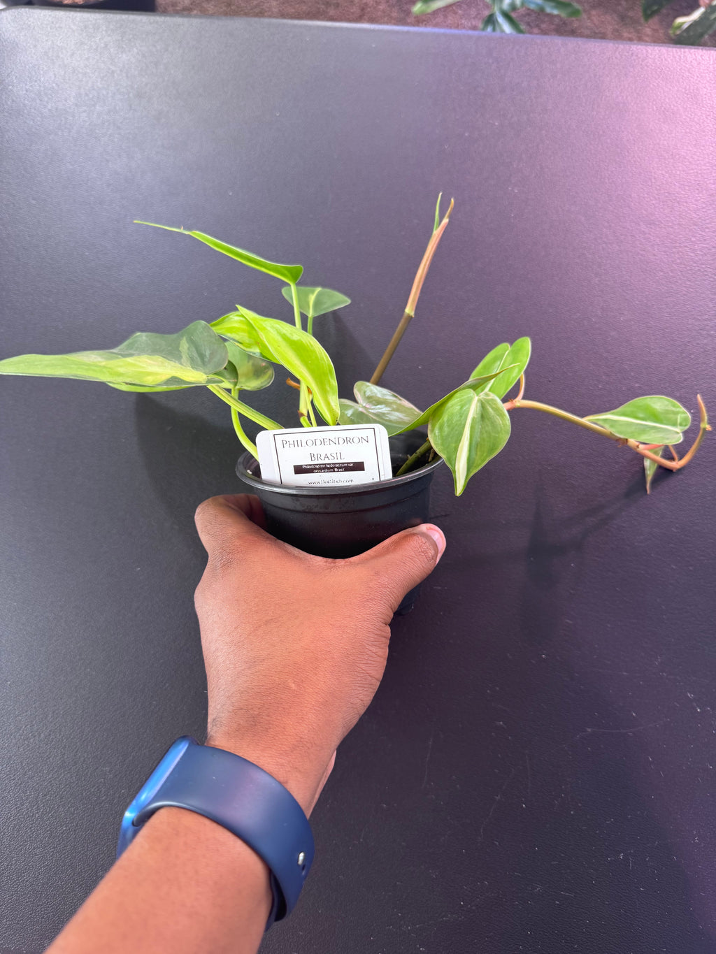 Philodendron Brasil (Heartleaf Philodendron)
