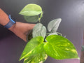 Golden + Satin Pothos Combo - 4" Pot