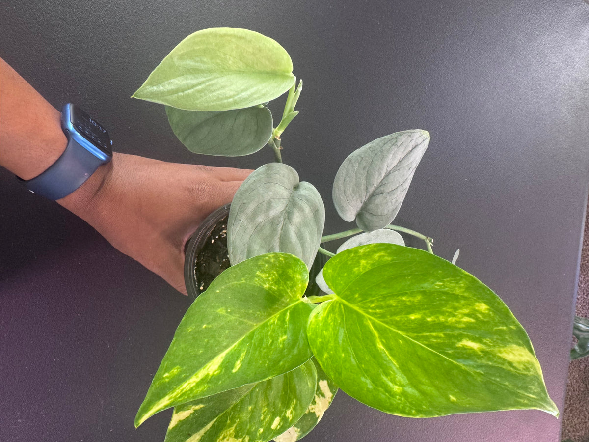 Golden + Satin Pothos Combo - 4" Pot