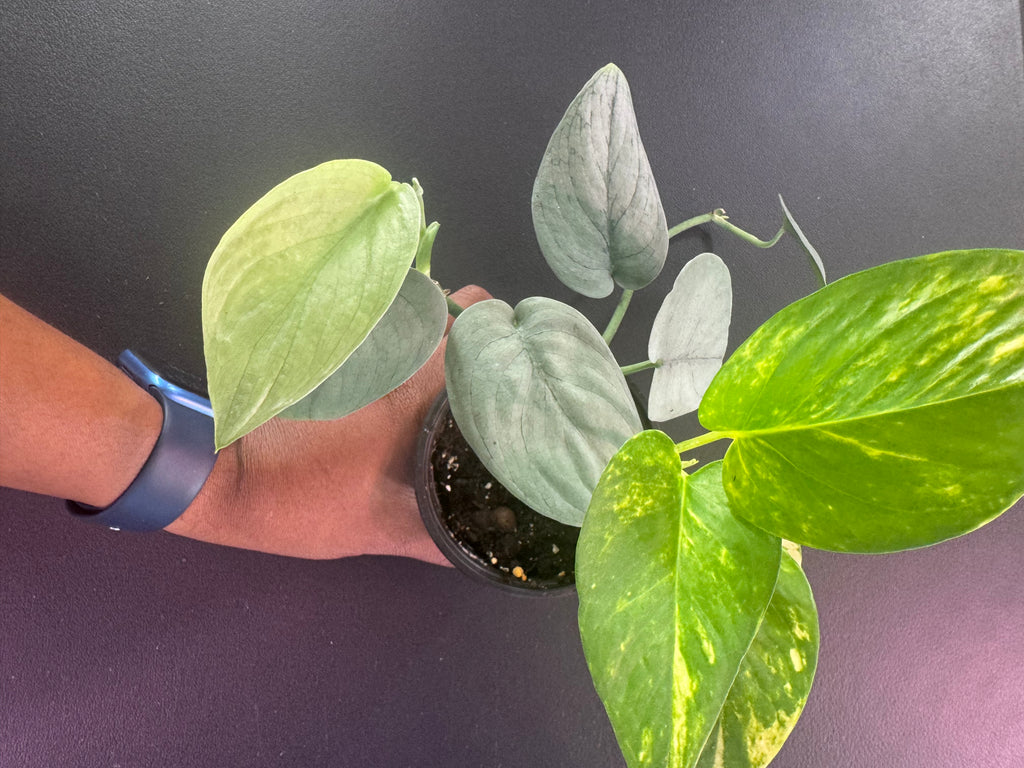 Golden + Satin Pothos Combo - 4" Pot
