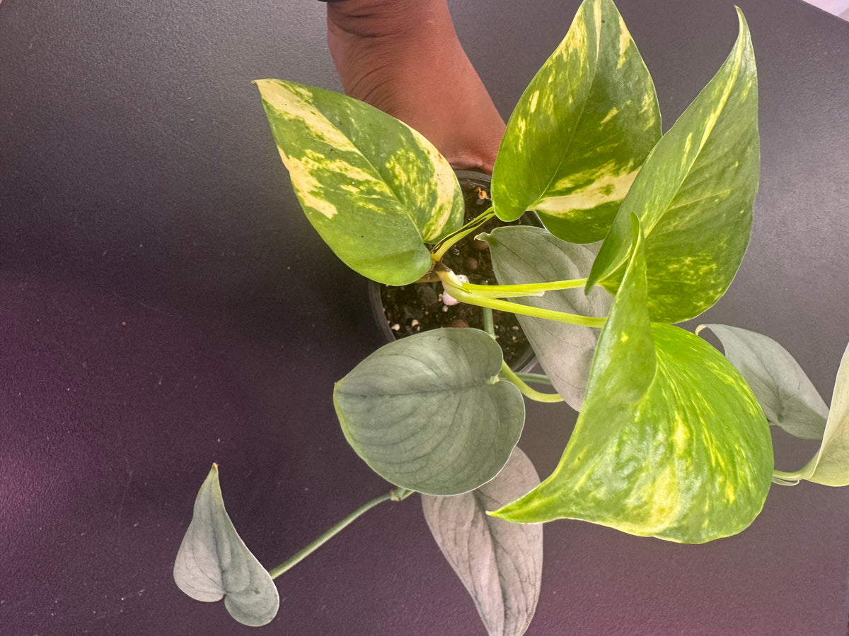 Golden + Satin Pothos Combo - 4" Pot
